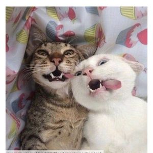 Meet your Posher, Rhani